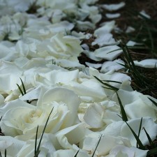 Wedding rose petals down aisle