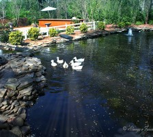 Gray gables wedding venue outside pond