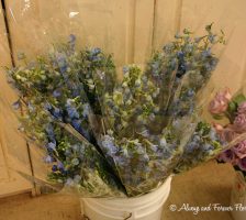 Blue Stock Flower Bunches