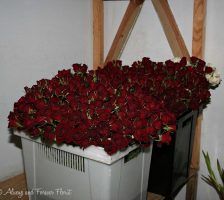Dark Red Spray Roses In Cooler