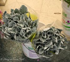 Dusty Miller Floral Filler