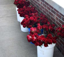 Forcing Red Roses To Open For Wedding