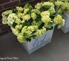 Pre Bloom White Hydrangea