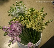 Stock Bunches In Assorted Colors