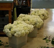 White Hydrangea Bunches