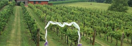 Autumn creek vineyards backdrop